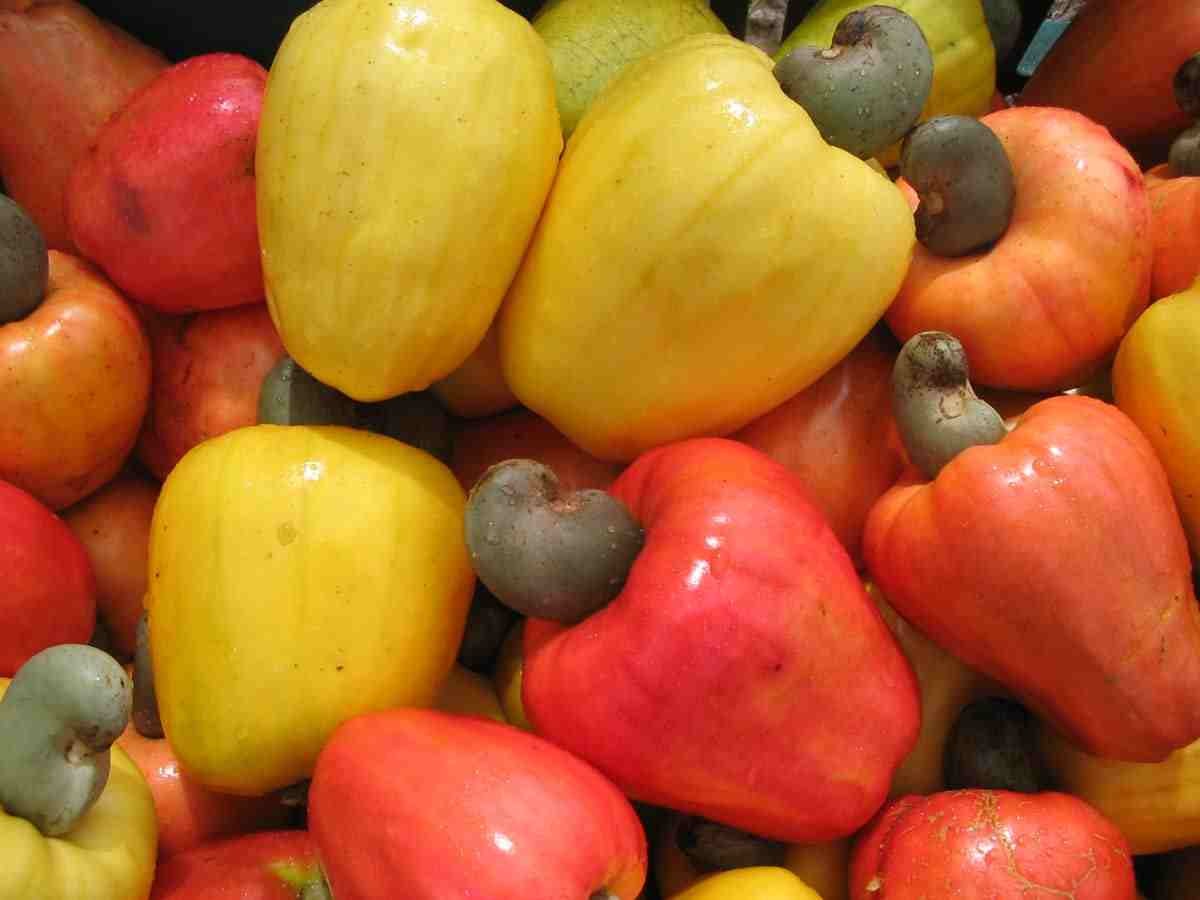 Unknown Artist cashew fruits